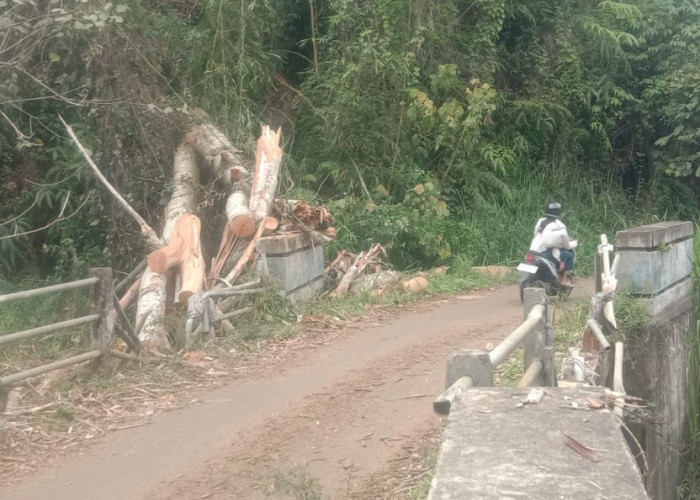 Pohon Tumbang Rusak Pengaman Jembatan