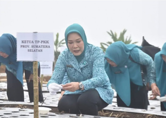 Perkuat Ketahanan Pangan Pagar Alam, TP-PKK Tanam Bawang Putih