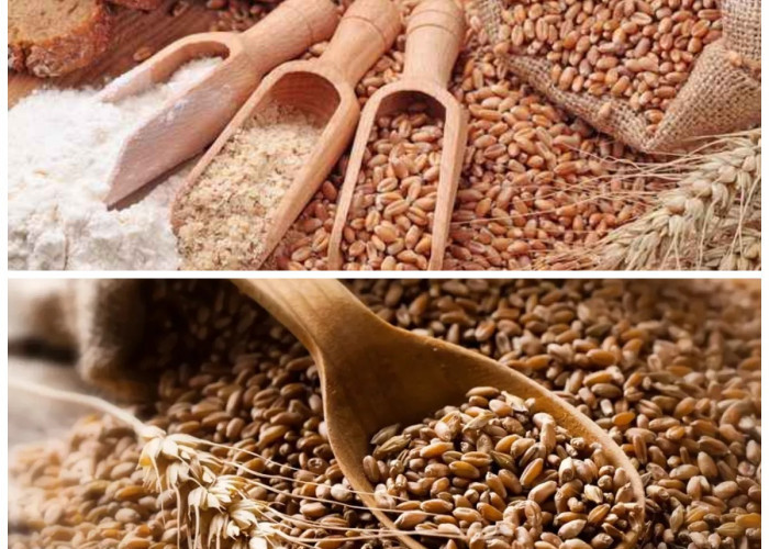 Inilah 6 Manfaat Gandum bagi Kesehatan Tubuh yang Bisa Menunjang Pola Hidup Seimbang!