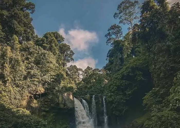 Ini Misteri dan Sejarah Hutan Kalimantan, Jejak Sejarah yang Menghijau