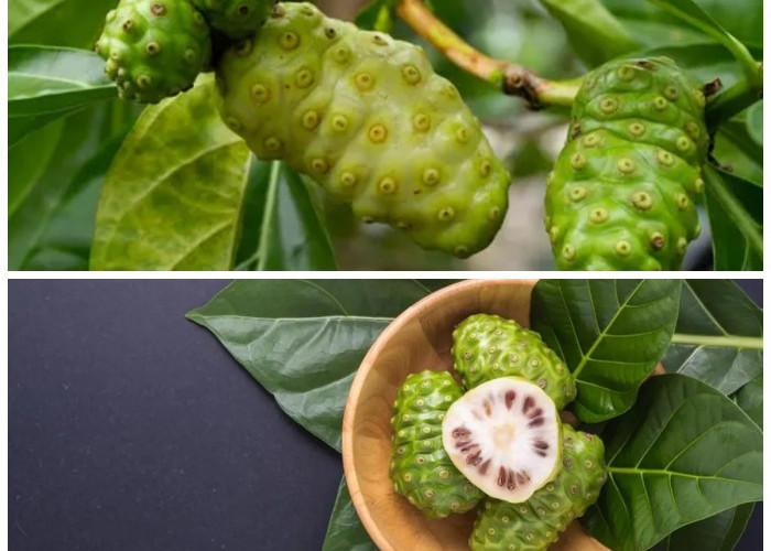  Manfaat Buah Mengkudu (Pace) bagi Tubuh dan Hal yang Perlu Diperhatikan