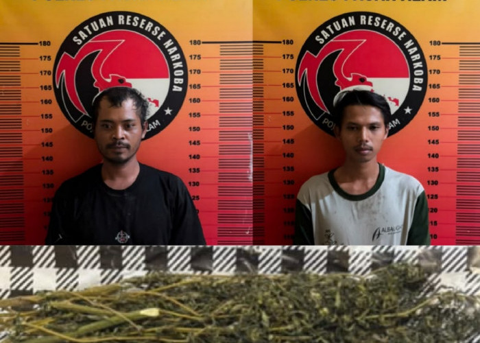 Dua Pengedar Ganja Asal Mekar Alam Ini DIbekuk Satresnarkoba Polres Pagar Alam