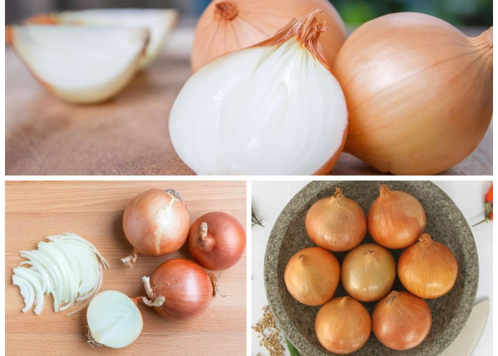 7 Manfaat Bawang Bombai bagi Kesehatan Tubuh: Rahasia Bumbu Dapur yang Kaya Nutrisi dan Penangkal Penyakit