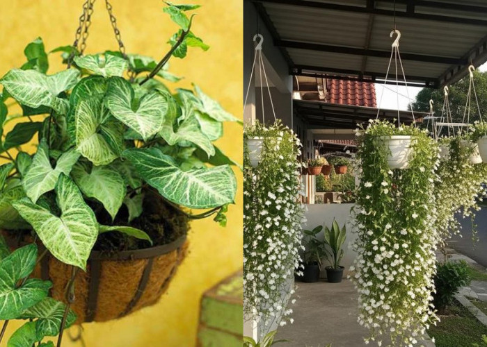 Tanaman Gantung untuk Teras Sempit yang Awet Meski Jarang Disiram!