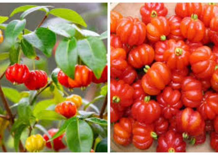 Manfaat Buah Dewandaru yang Jarang Diketahui untuk Kesehatan Tubuh