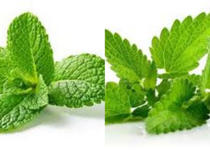 Meredakan Sakit Kepala dan Stres Ini Manfaat Daun Mint Untuk Kesehatan!