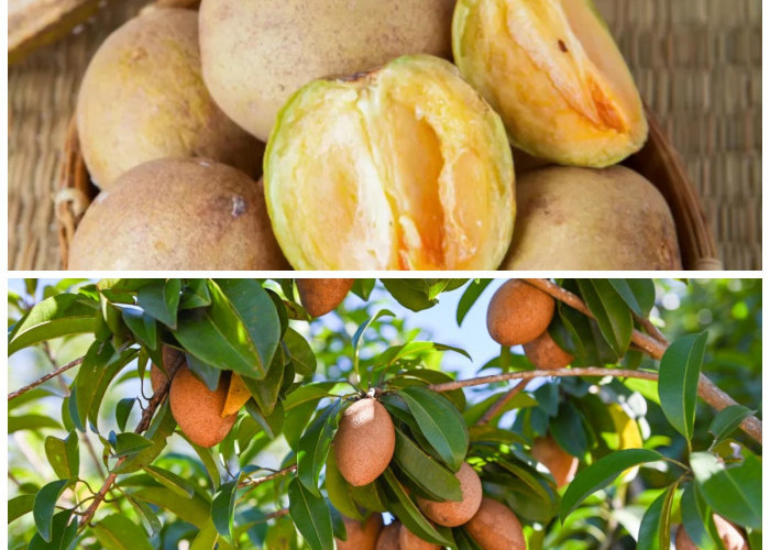 Rahasia Sehat dari Buah Sawo: Ini 5 Khasiatnya yang Jarang Diketahui!