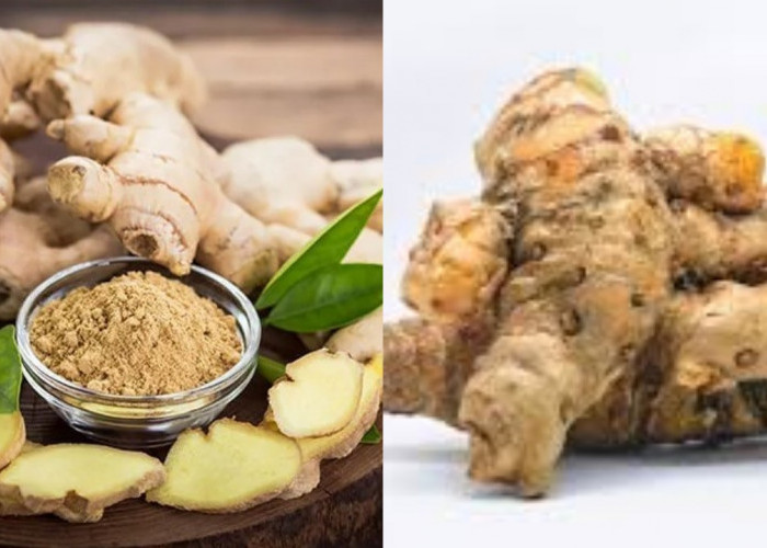 Kenali Beragam Manfaat Temulawak bagi Kesehatan Tubuh Secara Menyeluruh!