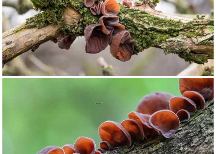 Inilah Rahasia Sehat dari Jamur Kuping: Manfaat Alami yang Sering Diremehkan!