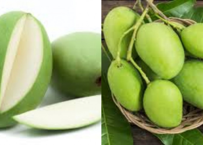  Yuk Intip! Manfaat Mangga Muda Untuk Kesehatan Tubuh Yang Luar Biasa