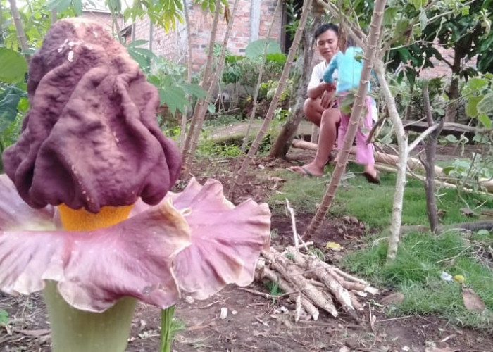 Bunga Bangkai Bikin Heboh Warga Beringin Jaya Kota Pagaralam