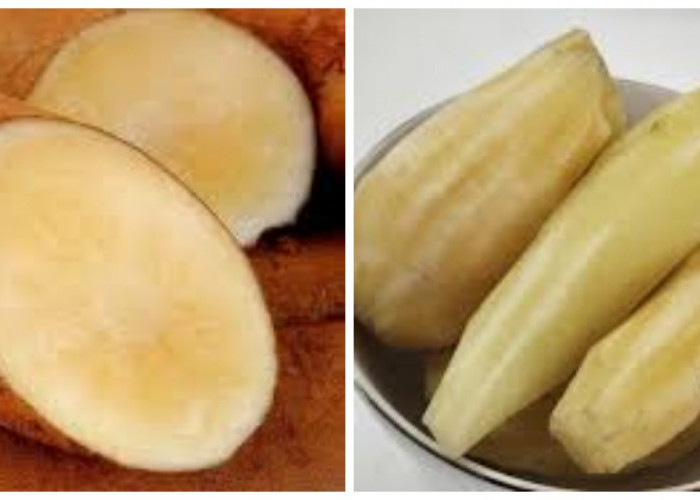 Umbi Yakon: Kesehatan dan Cara Konsumsinya yang Praktis