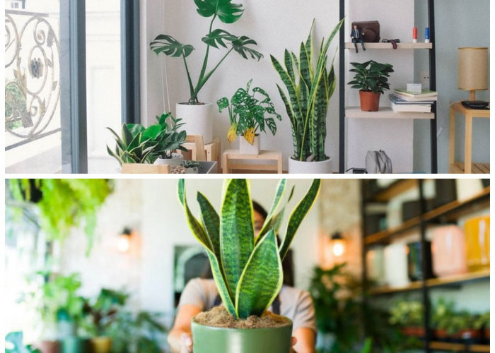 Alami dan Aman! 6 Tanaman Hias Penangkal Jamur di Dalam Ruangan