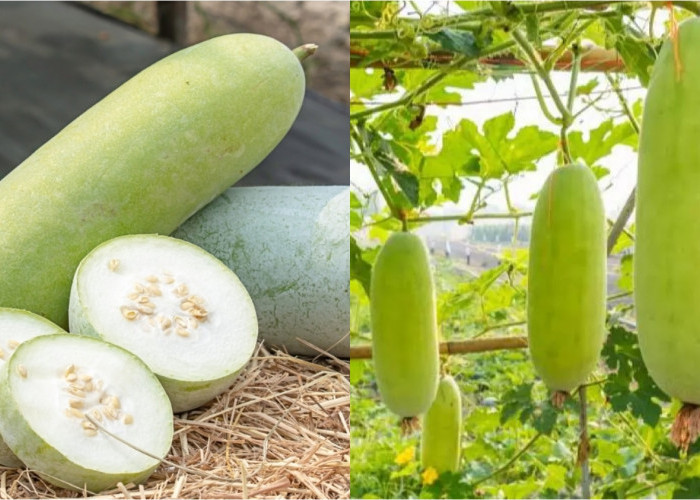 Simak! Manfaat Buah Kundur Yang Sayang Untuk Dilewatkan