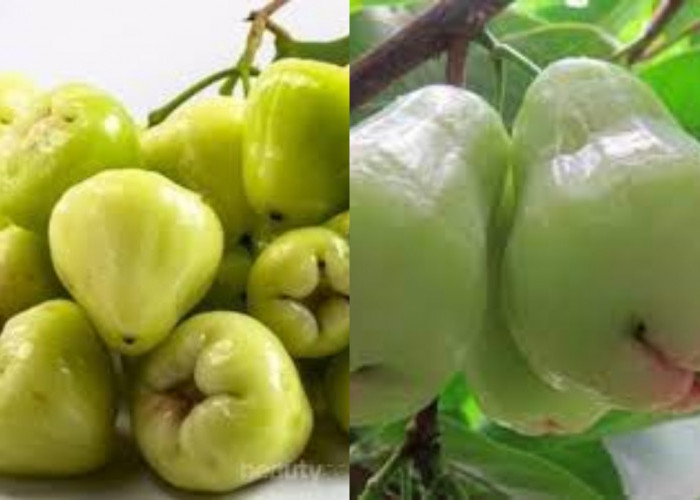 Yuk Intip! Berikut Manfaat Jambu Air Untuk Kesehatan Tubuh Yang Jarang Diketahui 
