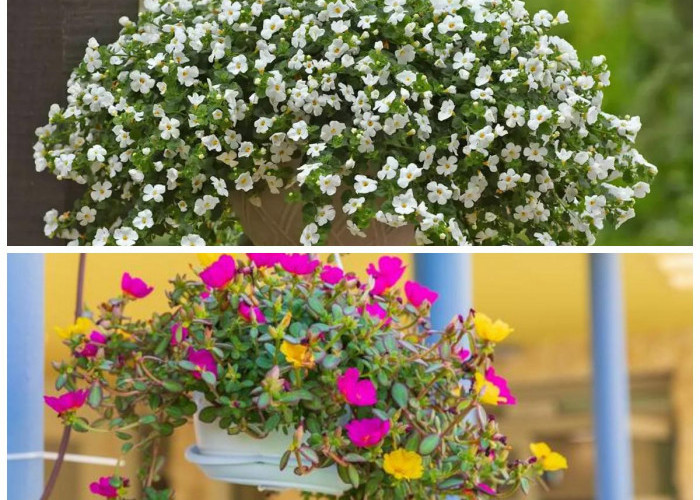 Tanaman Gantung untuk Teras Kecil: Tahan Panas dan Perawatan Super Mudah