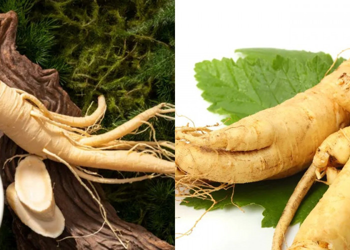 Kupas Tuntas! Ini Manfaat Ginseng Bagi Tubuh