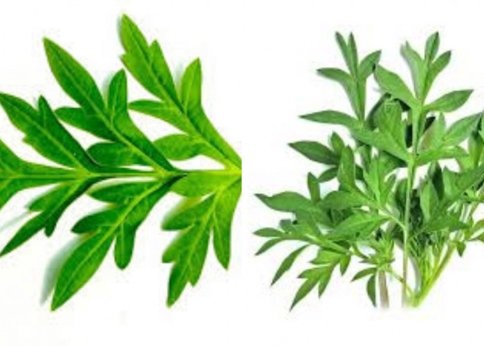 Yuk Simak Teryata Ini Guys Manfaat Daun Kenikir Untuk Kesehatan Yang Jarang Diketahui! 