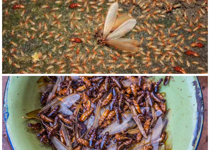 Rumah Diserbu Laron? Coba 7 Tips Praktis Ini agar Langsung Hilang!