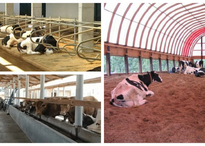 Kandang Sapi Modern 2026: 7 Ide Bersih dan Nyaman untuk Peternak Lebih Produktif