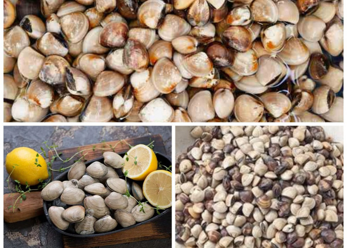 Manfaat Kerang Tahu bagi Kesehatan Tubuh: Sumber Protein, Penjaga Jantung, dan Pendukung Imunitas Alami!