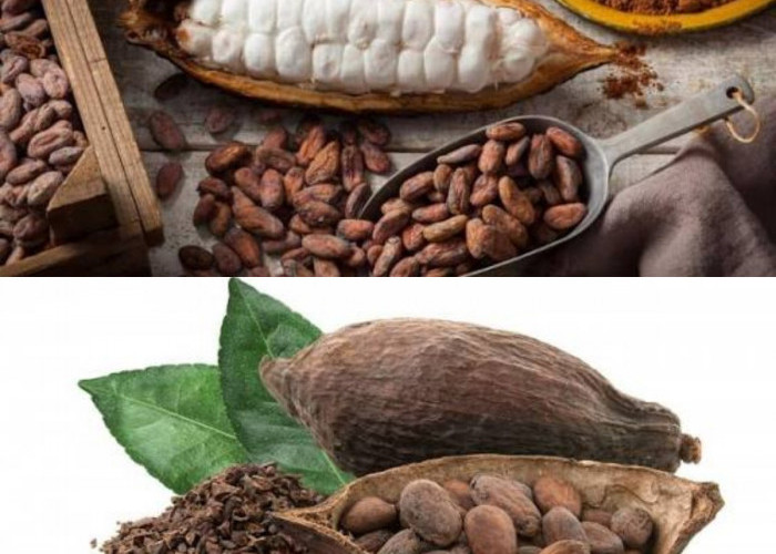 Kaya Antioksidan! Ini Kandungan Nutrisi dan Manfaat Alami Kakao bagi Kesehatan Tubuh