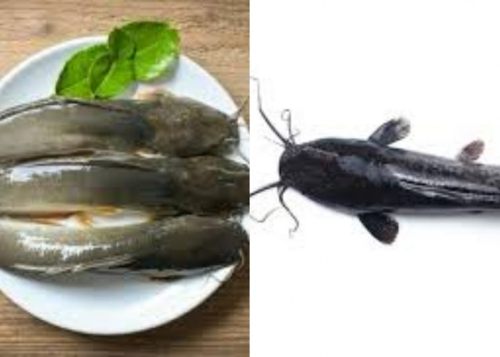 Yuk Simak Teryata Ini 7 Manfaat Ikan Lele Untuk Kesehatan!