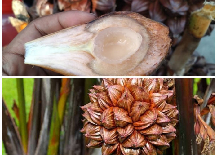 Mengenal Buah Nipah: Khasiat Sehat dan Upaya Menjaga Kelestariannya