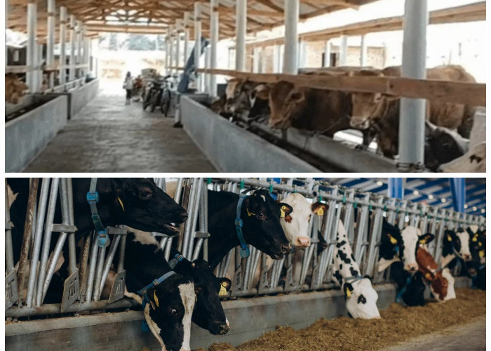 7 Desain Kandang Sapi Modern 2026: Lebih Higienis, Efisien, dan Tingkatkan Produktivitas