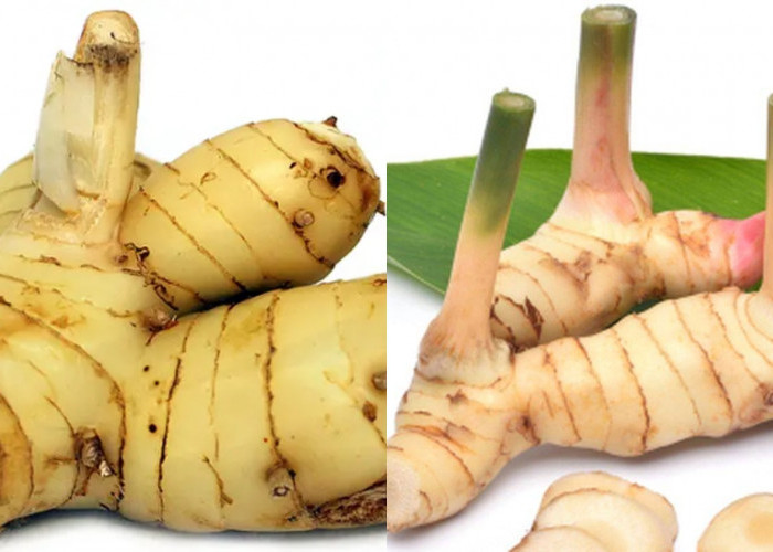 Mengatasi Masuk Angin dan Flu Inilah Manfaat Lengkuas Untuk Kesehatan Yang Jarang Diketahui! 