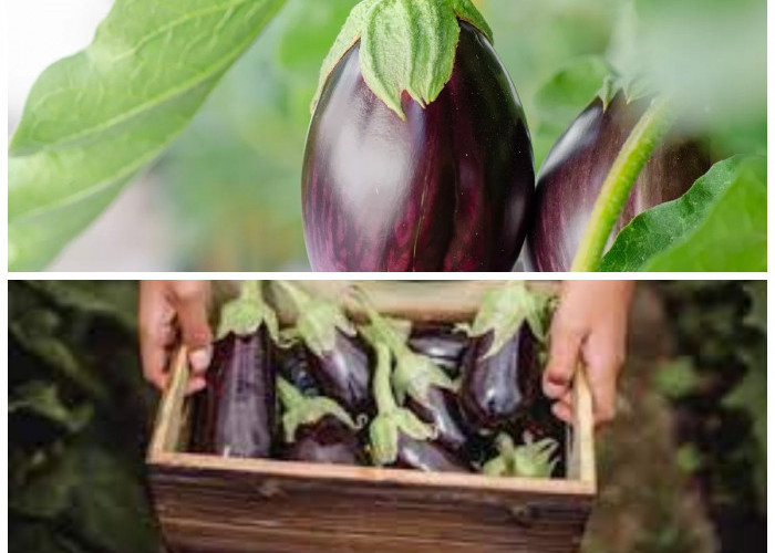 Terong untuk Jantung Sehat: 7 Khasiat yang Jarang Diketahui