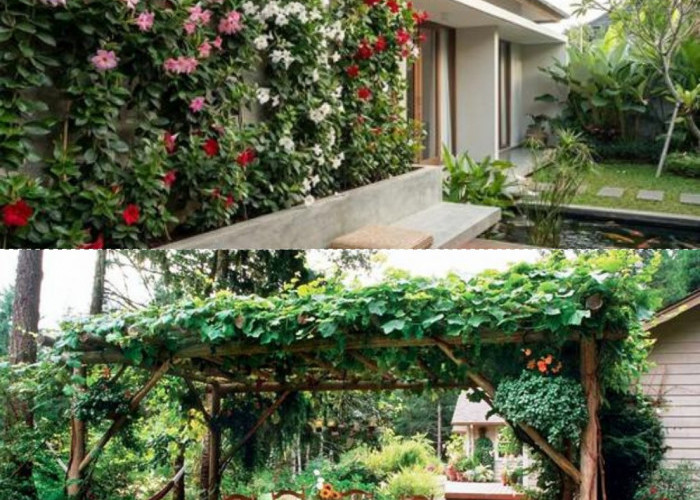 Sentuhan Hijau di Teras Rumah: Tanaman Rambat Berbunga Ini Bikin Pergola Mini Adem dan Estetik ala Kafe
