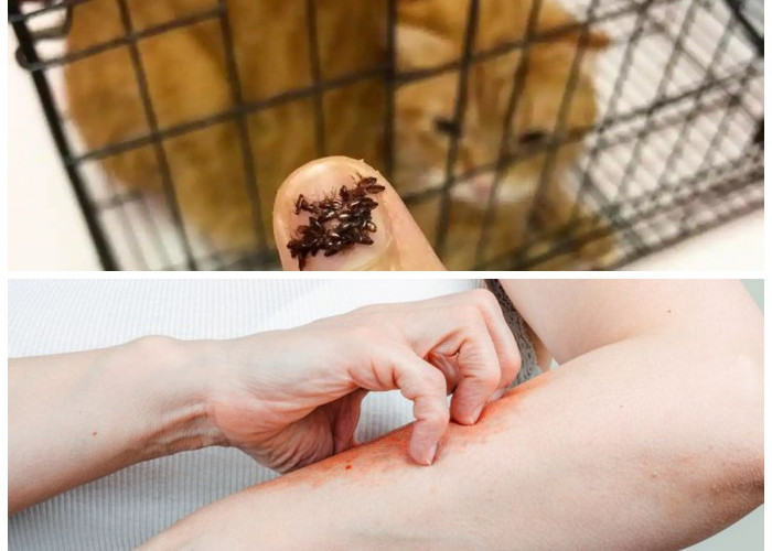 Jangan Diabaikan! Kenali Tanda Gigitan Kutu Kucing pada Kulit Manusia