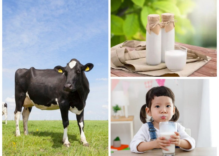 Manfaat Memberikan Susu Organik untuk Anak: Nutrisi Alami yang Mendukung Pertumbuhan dan Imunitas!