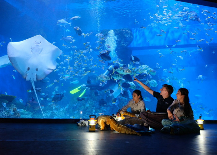 5 Tempat Wisata Aquarium Terbesar di Indonesia, yang Wajib Banget Kamu Kunjungi!