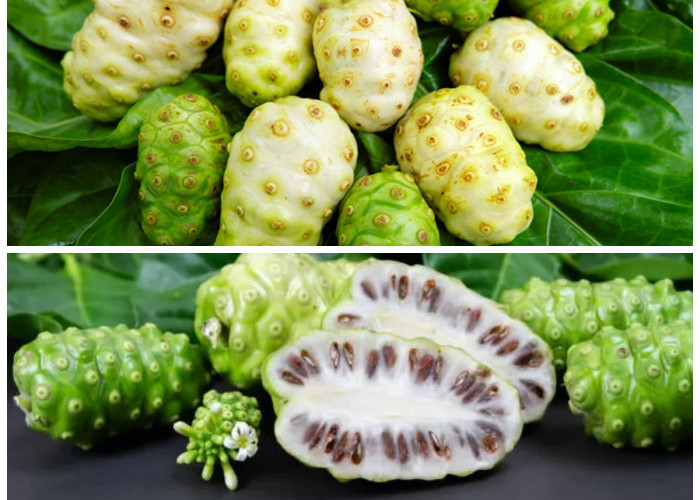 Buah Pace: Rasa Pahitnya Menyimpan Segudang Khasiat Kesehatan