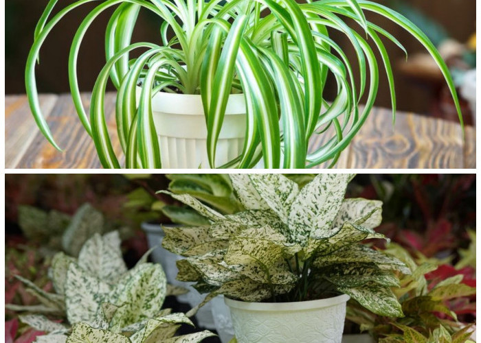 5 Tanaman Aromatik Indoor yang Menenangkan Pikiran dan Mampu Menyaring Udara, Ideal untuk Ruangan Minim Sinar 