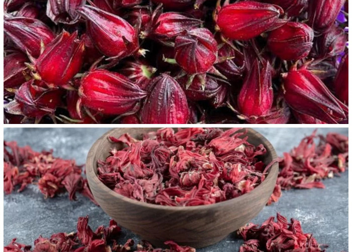 Manfaat Rosela untuk Tubuh: 8 Keunggulan yang Jarang Diketahui Banyak Orang