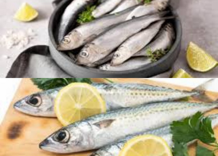 Ini Dia 7 Manfaat Ikan Sarden untuk Kesehatan yang TInggi Akan Omega-3