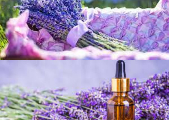 Tak Hanya Sebagai Pengharum Ruangan! Inilah 5 Manfaat Lavender untuk Kesehatan yang Jarang Diketahui! 