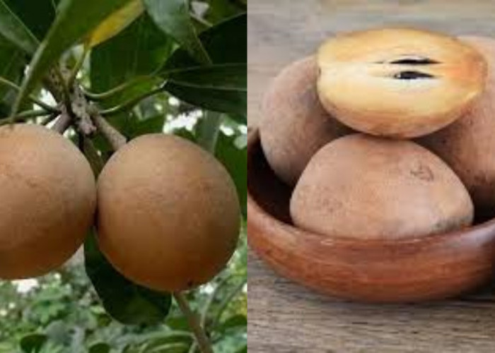 Jarang Diketahui Ini Manfaat Dari Buah Sawo Untuk Kesehatan Ibu Hamil 
