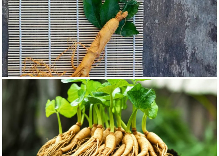 Wajib Tahu! 6 Khasiat Daun Ginseng yang Baik untuk Kesehatan dan Daya Tahan Tubuh
