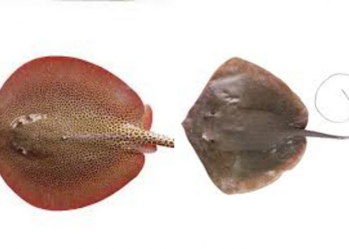 Tak Hanya Unik, Ini 7 Manfaat Konsumsi Ikan Pari Untuk Tubuh Lebih Sehat!