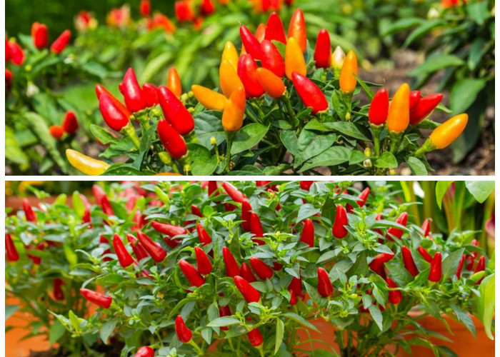 Cabai Lebat Meski Tanpa Tanah, Ini Trik Menanam Pakai Cocopeat agar Cepat Panen