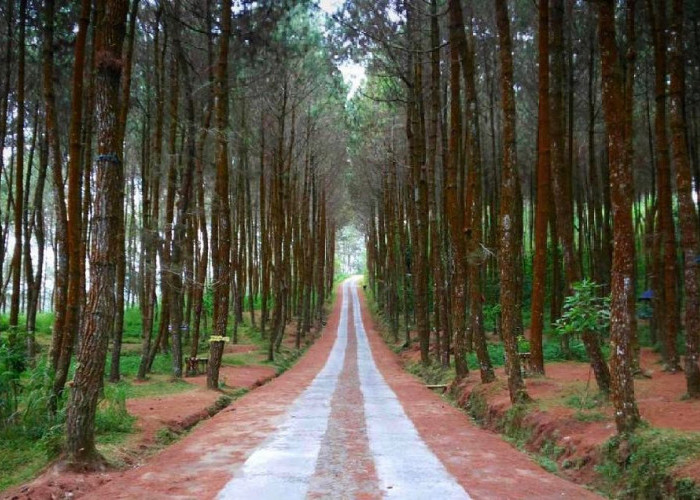 Cari Tempat Wisata yang Instagramable? Inilah Destinasi Wisata Hutan Pinus Kragilan Wajib Banget Kamu Kunjungi