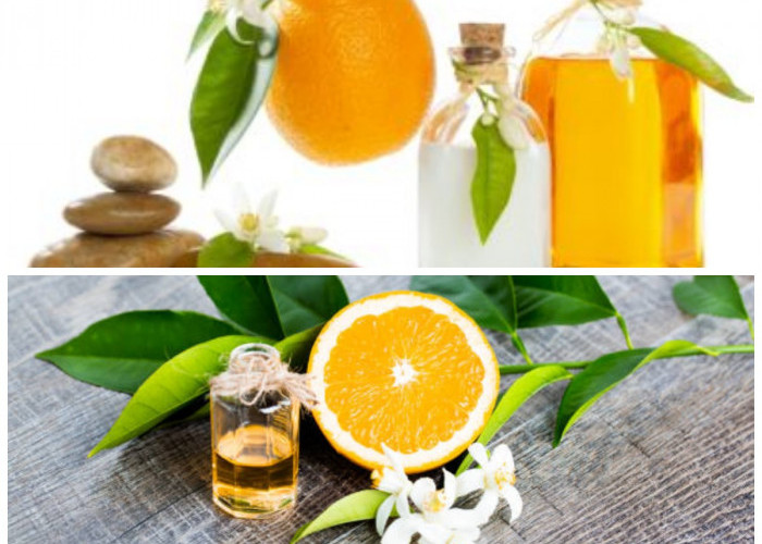 Neroli Oil: Minyak Esensial dari Bunga Citrus Aurantium dengan Segudang Manfaat untuk Kecantikan dan Kesehatan