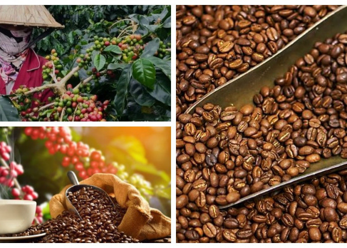 Negara Penghasil Kopi Terbesar di Dunia dan Jenis Kopi Unggulan Mereka!