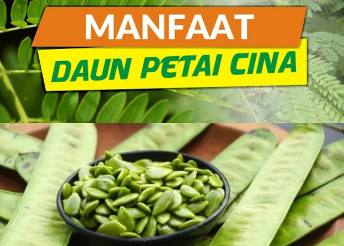 Petai Cina: Tanaman Liar dengan 5 Manfaat Mengejutkan untuk Kesehatan Anda?