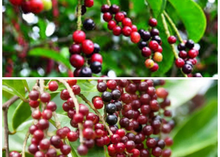 Kenali 8 Khasiat Buah Buni untuk Menunjang Kesehatan Tubuh