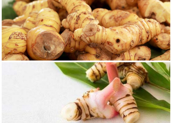 Tak Hanya Bumbu Masakan, Ini Manfaat Lengkuas bagi Kesehatan yang Wajib Kamu Tahu